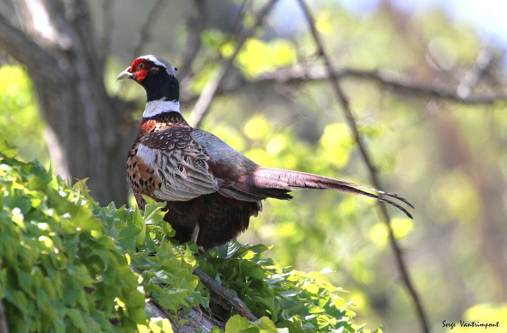 Common Pheasant male adult, Behaviour