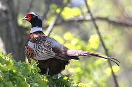 Common Pheasant