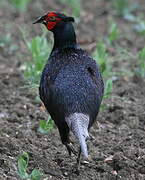 Common Pheasant