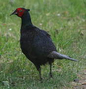 Common Pheasant