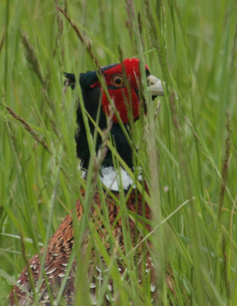 Common Pheasantadult, Behaviour