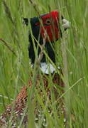 Common Pheasant