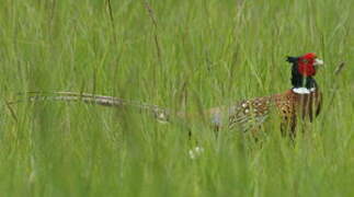 Common Pheasant