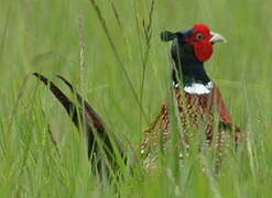 Common Pheasant