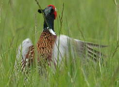 Common Pheasant