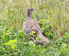 Common Pheasant