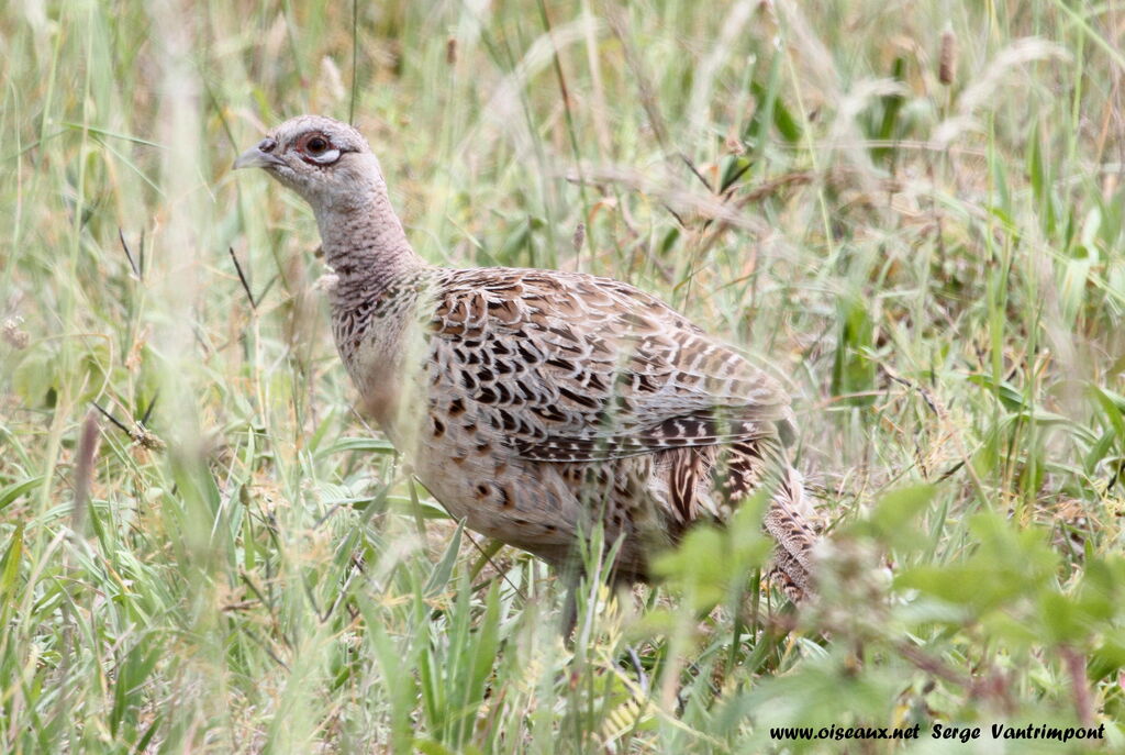 Common Pheasant female