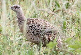 Common Pheasant