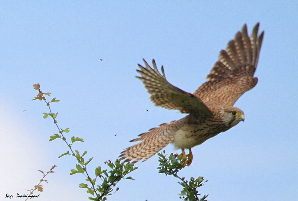 Common Kestreladult, Flight