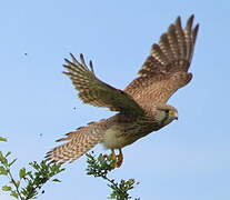 Common Kestrel