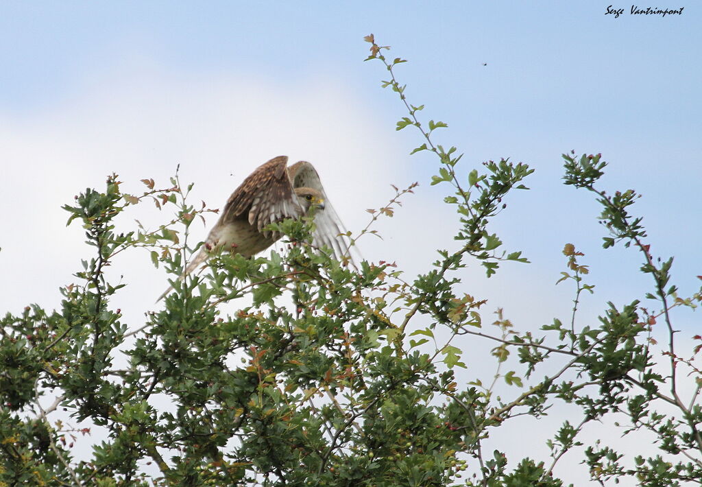 Common Kestreladult, Flight