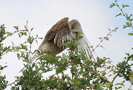 Common Kestrel