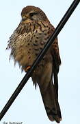 Common Kestrel