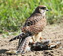Faucon crécerelle
