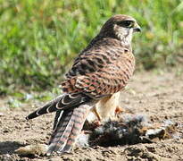 Common Kestrel