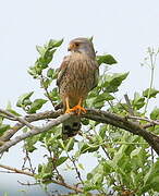 Common Kestrel