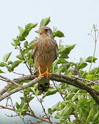 Common Kestrel