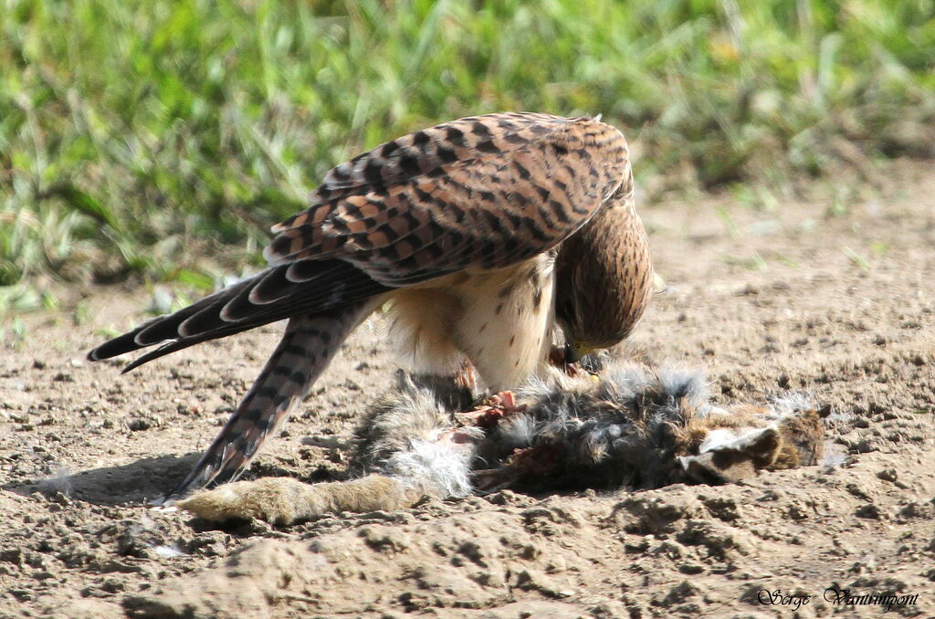 Common Kestreladult, feeding habits