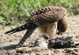 Common Kestrel