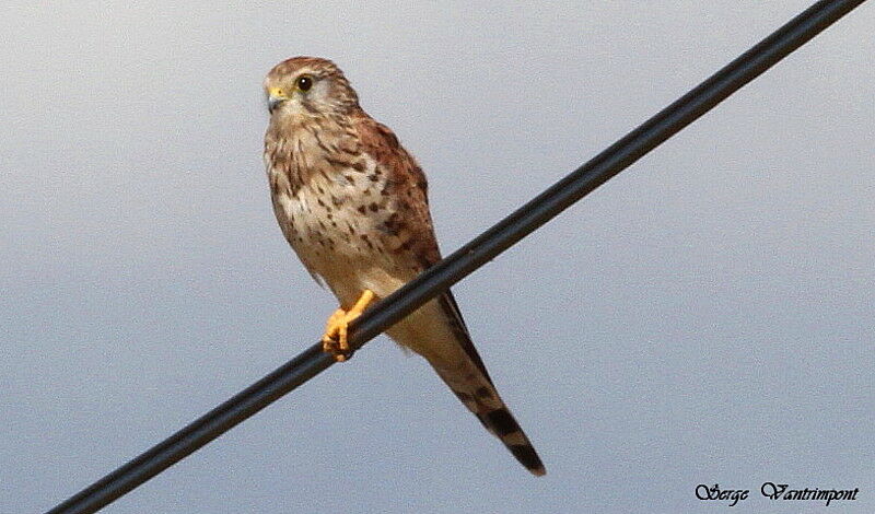 Common Kestreladult, Behaviour