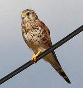 Common Kestrel