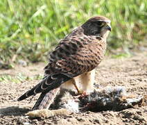 Common Kestrel