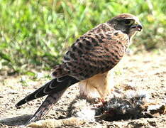 Common Kestrel