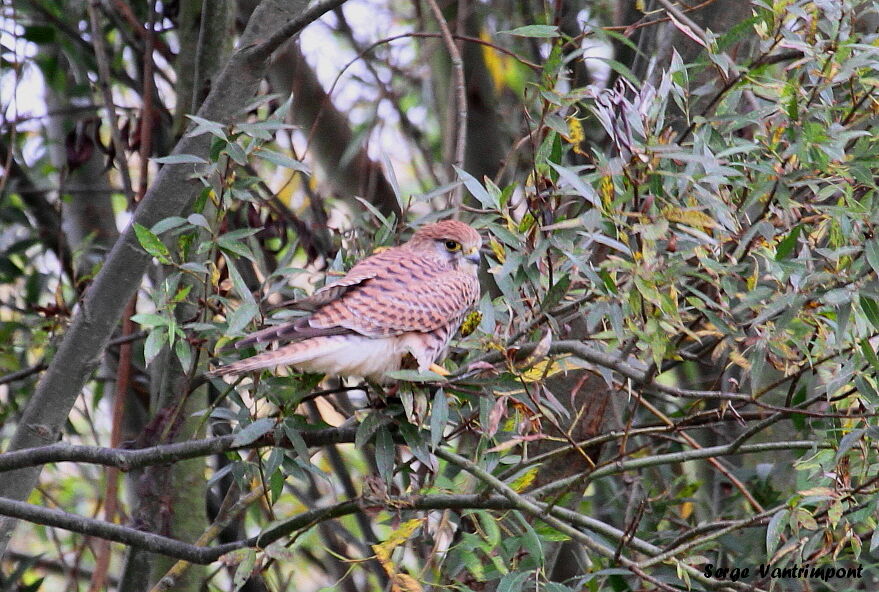 Common Kestreladult, Behaviour