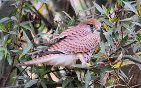 Common Kestrel