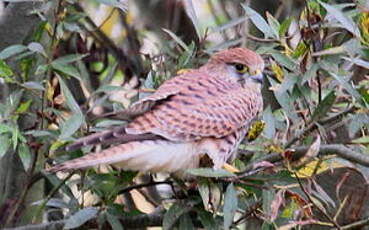 Faucon crécerelle