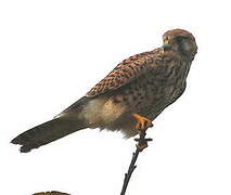 Common Kestrel