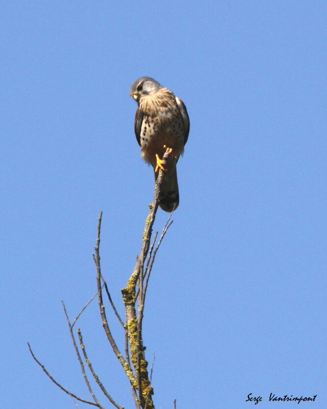 Common Kestreljuvenile, Behaviour