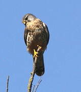 Common Kestrel