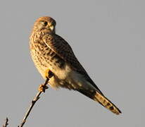 Common Kestrel