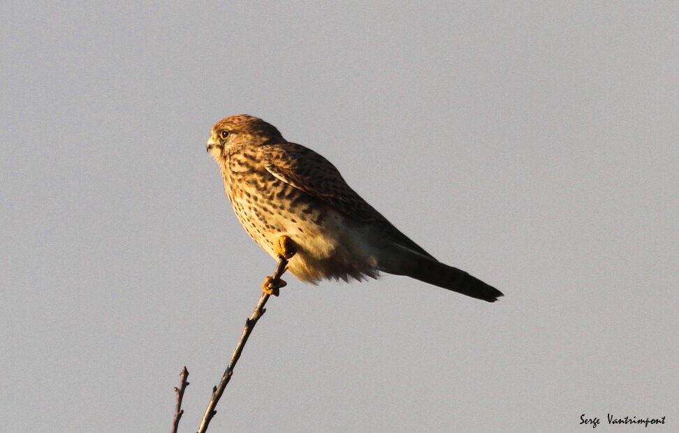 Common Kestreladult, Behaviour