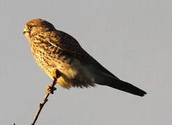 Common Kestrel