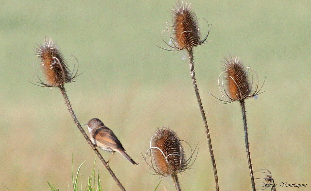 Common Whitethroatadult, identification