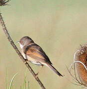 Common Whitethroat