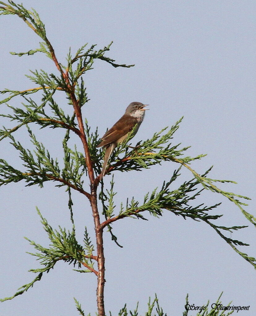 Common Whitethroatadult, song