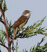 Common Whitethroat