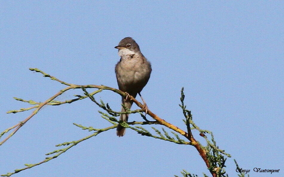 Common Whitethroatadult, Behaviour