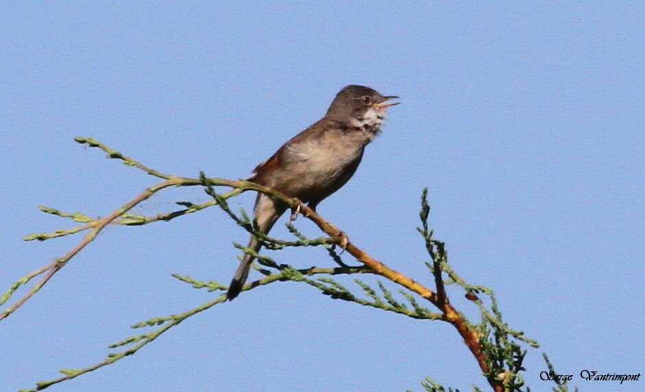 Fauvette grisetteadulte, chant