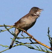 Common Whitethroat