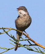 Common Whitethroat