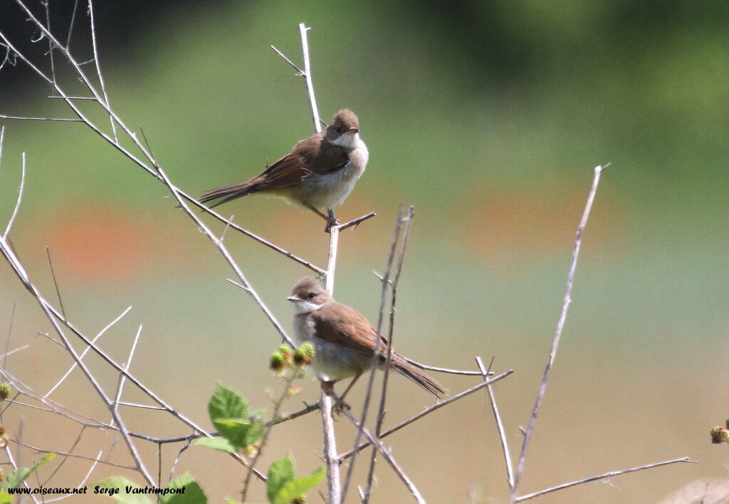 Common Whitethroatadult, Behaviour