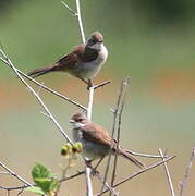 Common Whitethroat