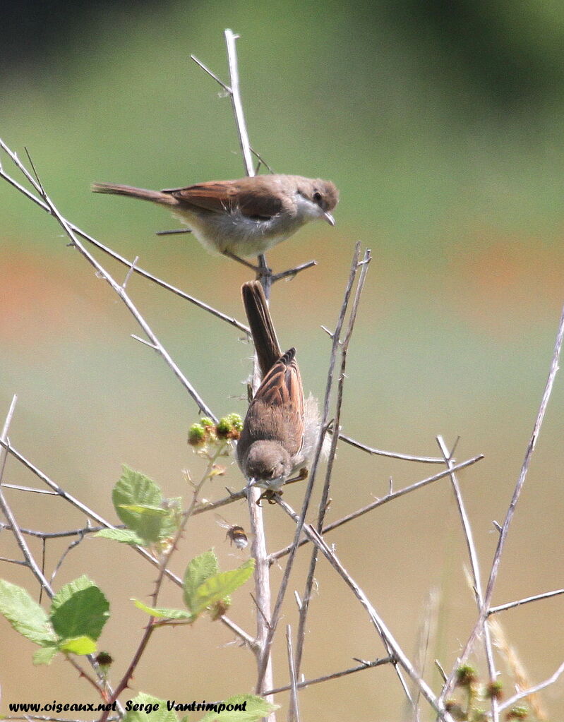 Common Whitethroatadult, Behaviour