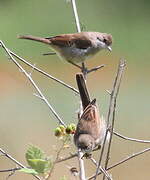 Common Whitethroat