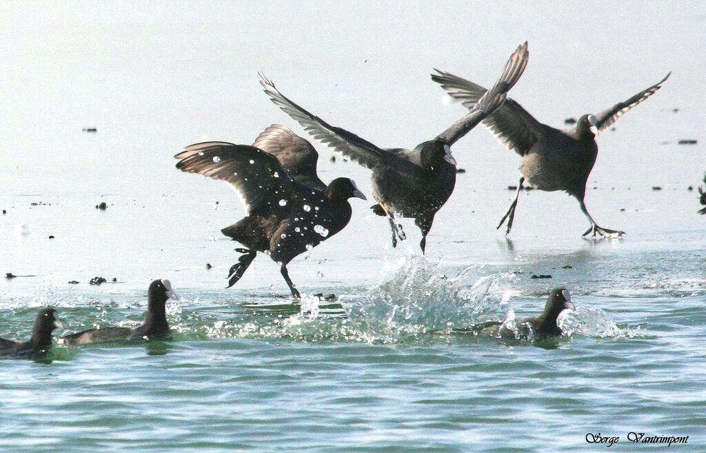 Eurasian Cootadult post breeding, Flight, Behaviour