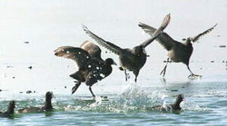 Eurasian Coot